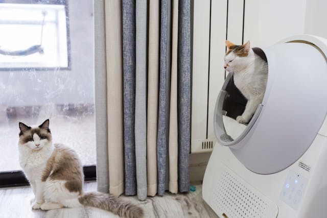 beste automatische kattenbak