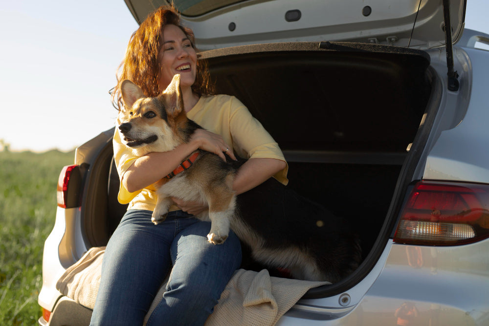 Hoe voorkom je dat je auto naar hond ruikt