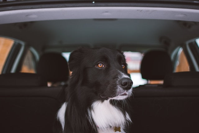 Waar moet een hond zitten in de auto
