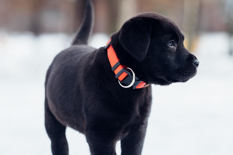 Beste hondenriem puppy