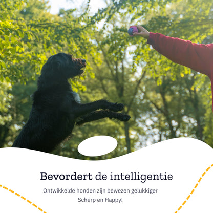 All 4 Pets Supply® Honden Speelgoed - Geschikt voor Puppy's tot Middelgrote Honden - 12 stuks